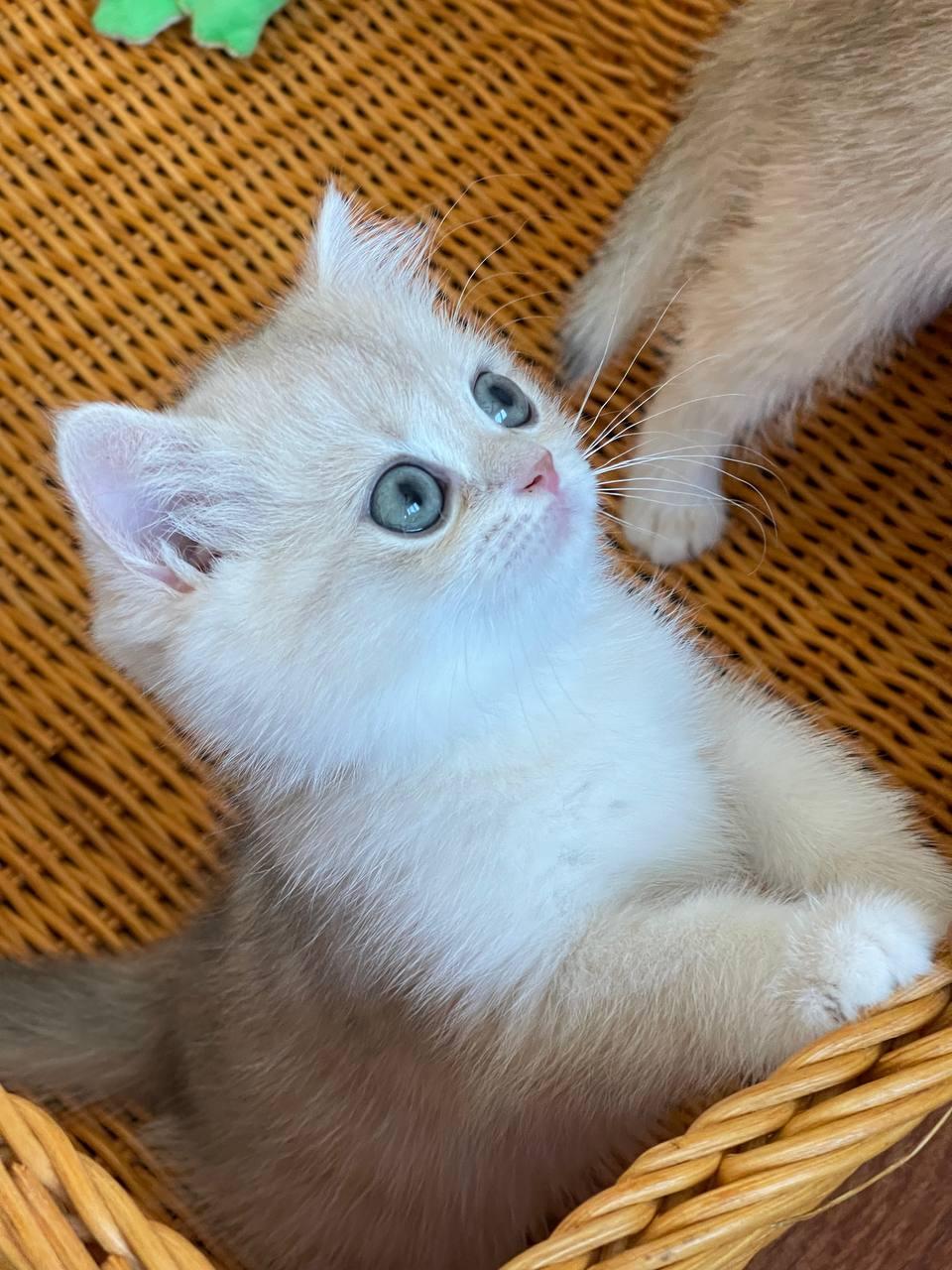 A cream golden kitten looking up from inside a wicker basket