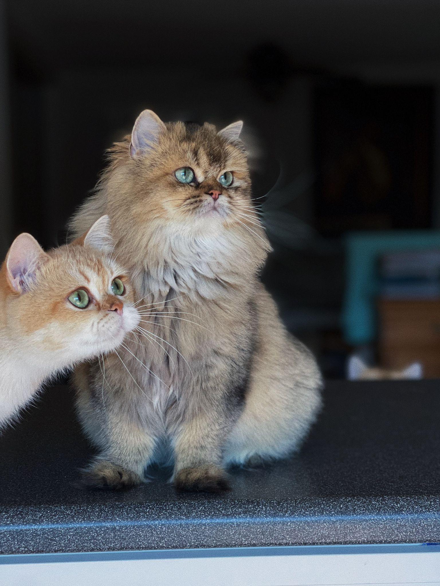 A golden queen sitting with her kitten leaning in beside her