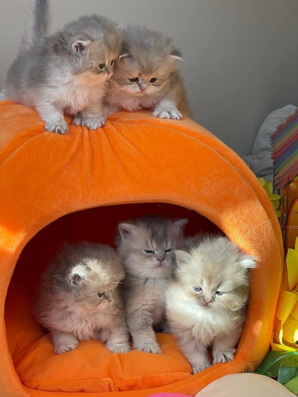 Five golden British Shorthair kittens piled on and inside a plush pumpkin bed