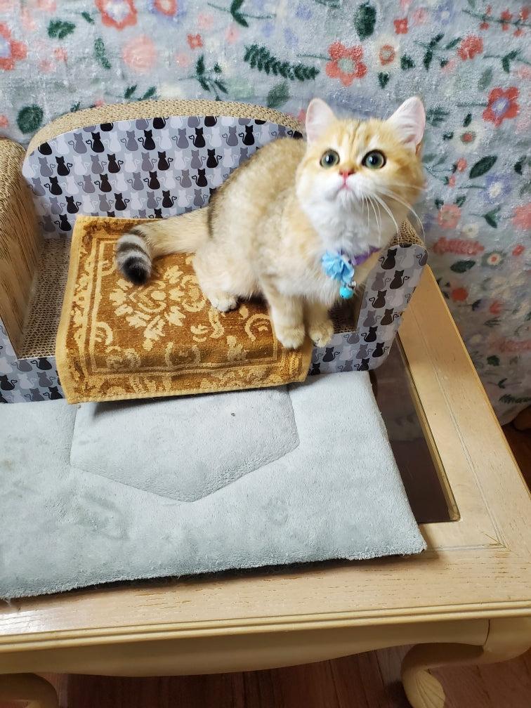 A golden British Shorthair perched on a tiny cat-sized settee