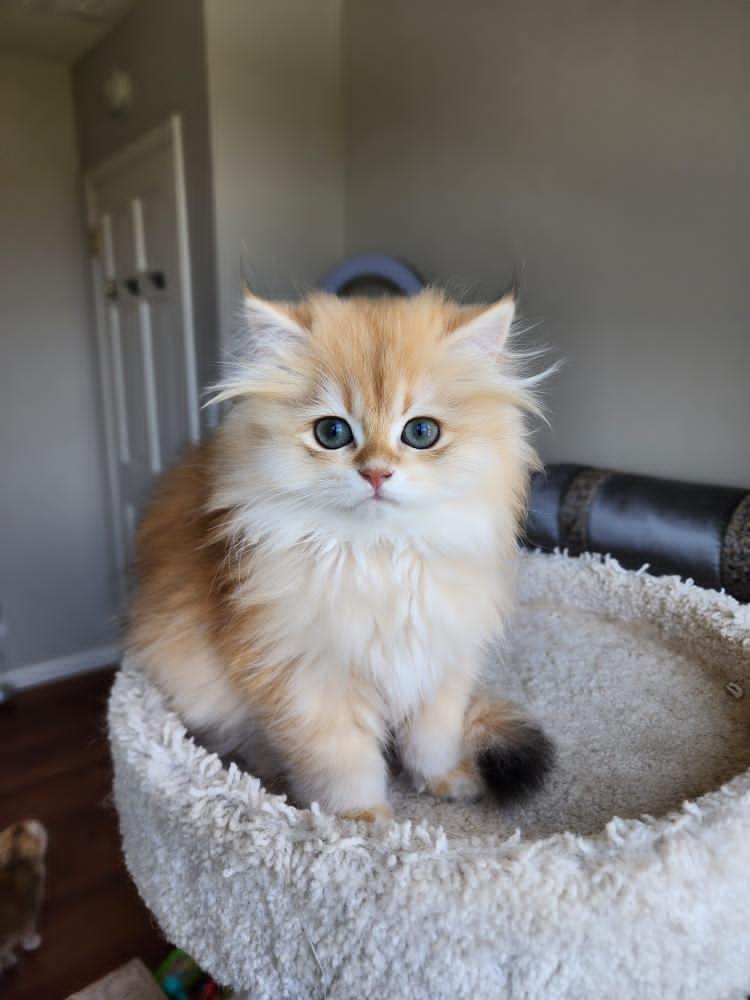 A fluffy golden kitten sitting proudly on top of the cat tree