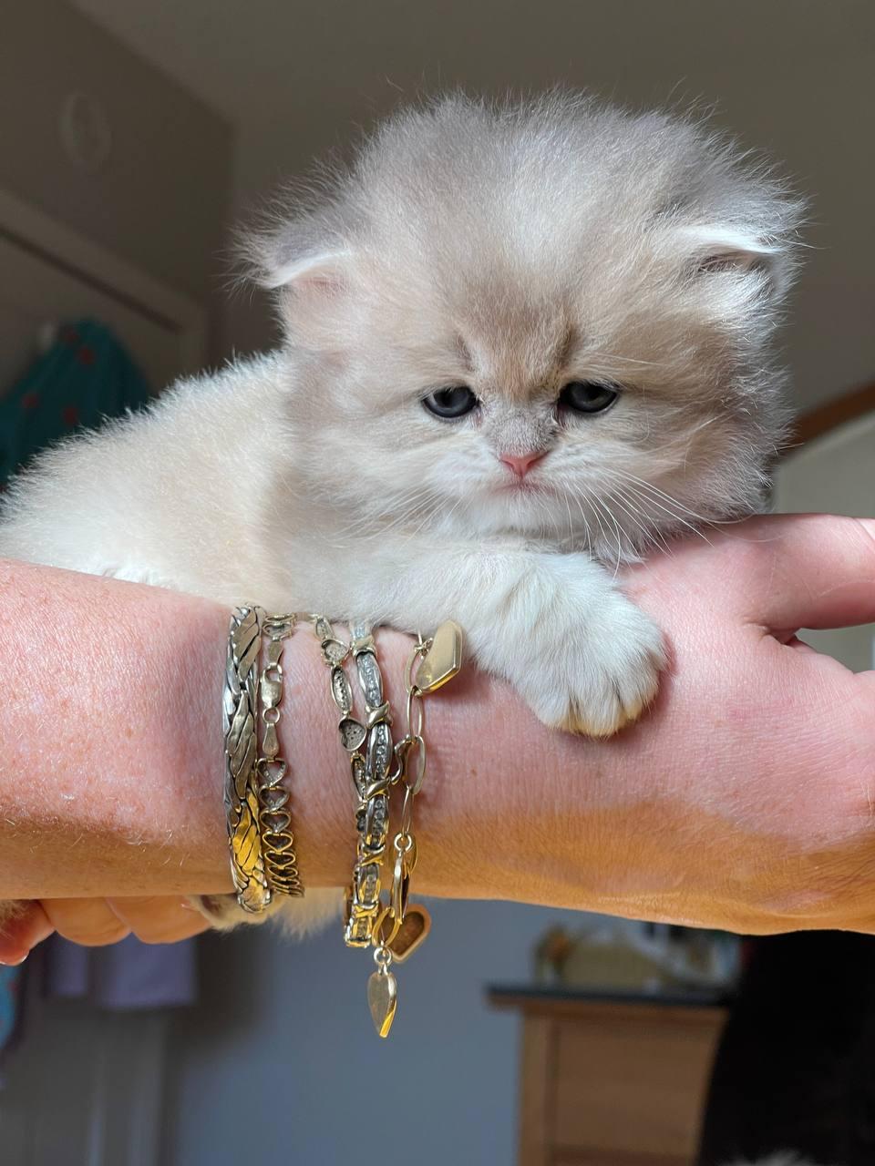 A four-week-old cream kitten resting along the breeder's wrist